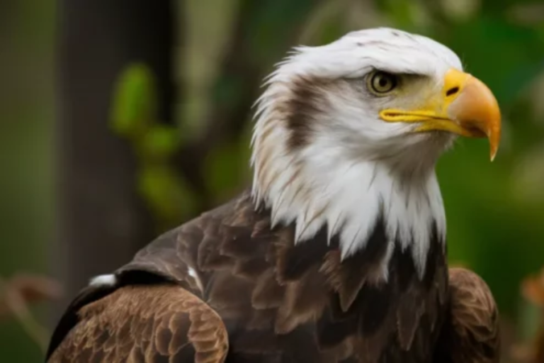 type of bird hancock